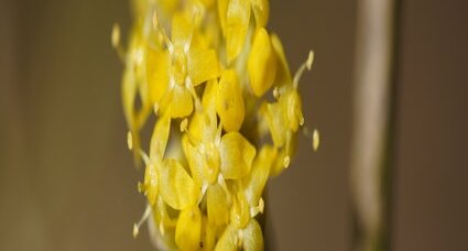 Chimonanthe odorant