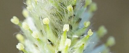 Fleur de Saule cendré