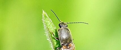 Taupin sp.