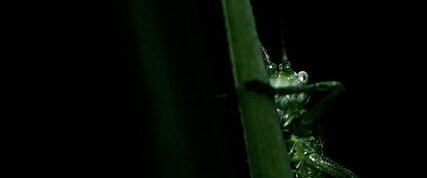 Petite Sauterelle verte ...