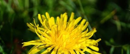 Pissenlit