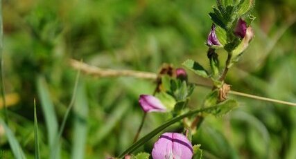 Bugrane épineuse ?