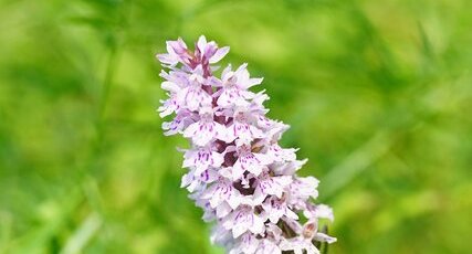 Orchis tacheté