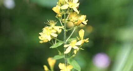Millepertuis perfolié