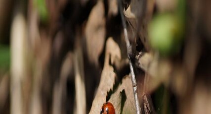Coccinelle à 7 points