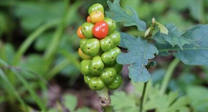 Gouet en fruit