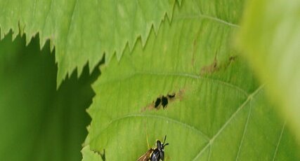 Chrysotoxe prudente