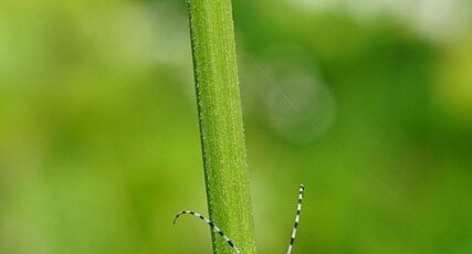 Agapanthia villosoviridescens