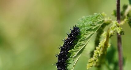 Chenille de Paon du jour