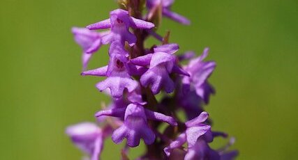 Orchis moustique/moucheron