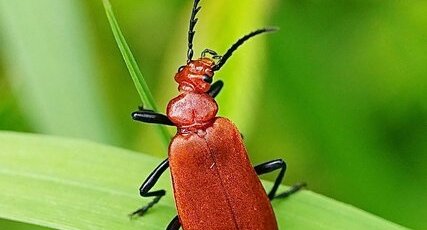 Le Cardinal rouge