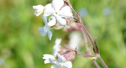 Compagnon blanc