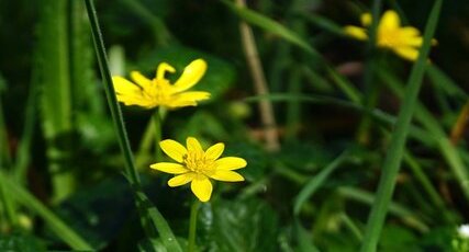 Ficaire fausse-renoncule