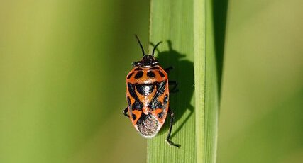 Eurydema ornata