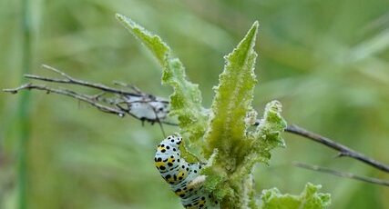 chenille de Grand porte-queue