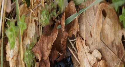Timarcha tenebricosa