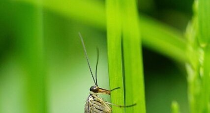 Panorpa communis