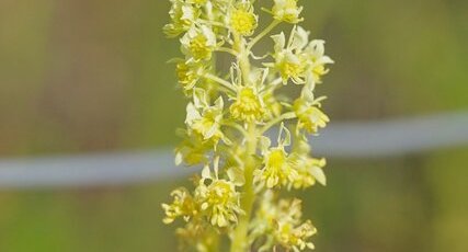 Reseda sauvage ou Reseda jaune