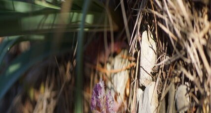 Orobanche sp.