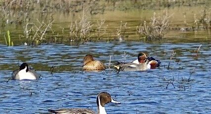 Trio de Canards