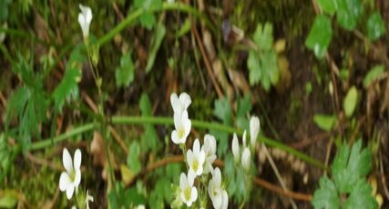 Saxifrage granulé - sous réserve