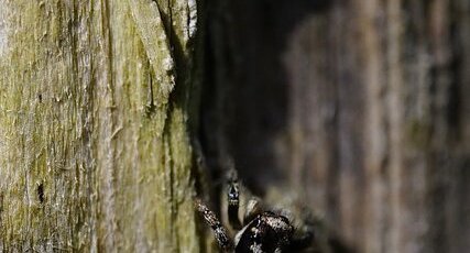 Saltique chevronnée