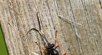 Hoplisnemus bispinatorius