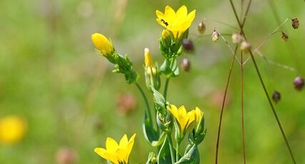 Centaurée perfoliée