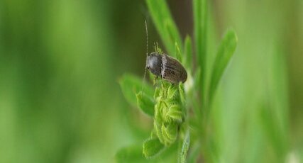 Athous haemmorrhoidalis
