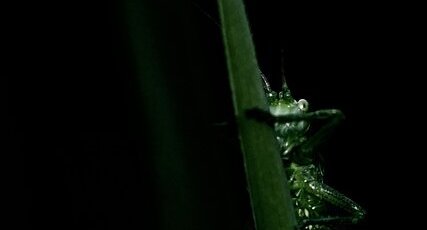 Petite Sauterelle verte ...