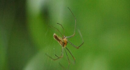 Tetragnatha dorsata - sous réserve