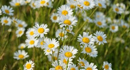 Grande marguerite