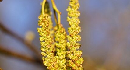 Châtons d'Aulne glutineux