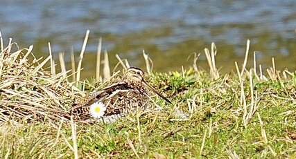 Bécassine des marais