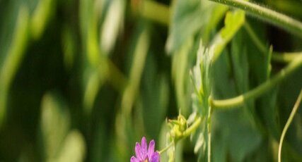 Herbe à Robert