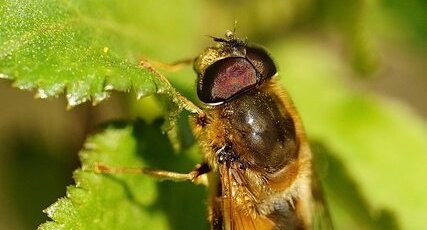 Eristalis sp.