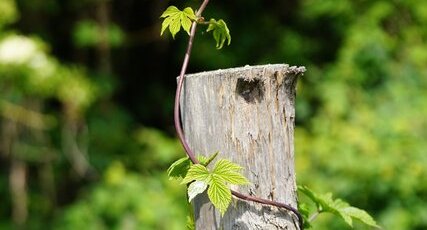 Houblon sauvage