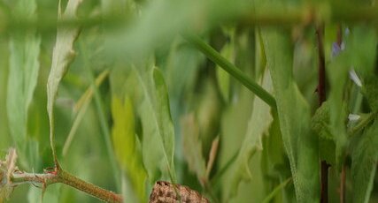 Chenille de Noctua orbona - sous réserve