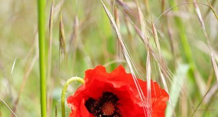 Coquelicot