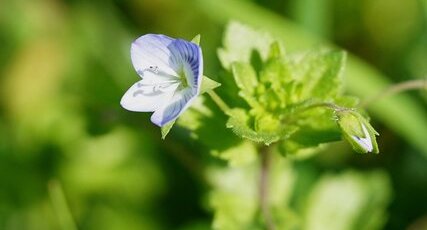 Veronica sp.