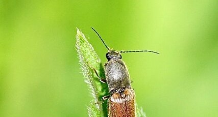 Taupin sp.
