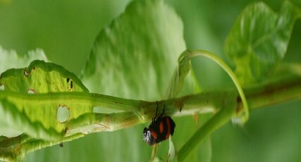 Cercopis sanguinolenta