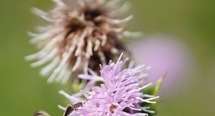 Abeille domestique