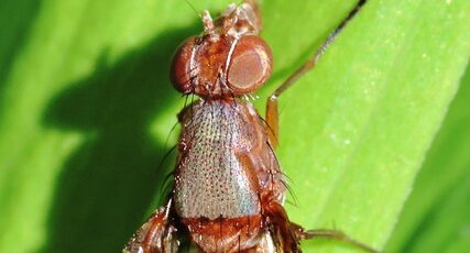 Delphinia picta