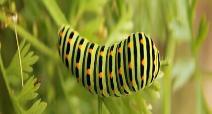 Chenille de Machaon