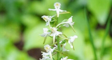 Orchis verdâtre