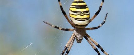 Argiope fasciée