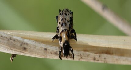 Larve de Chrysomèle sp.