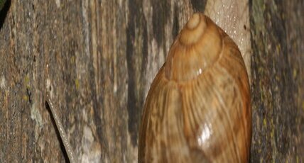 Escargot