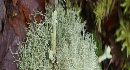 Lichen